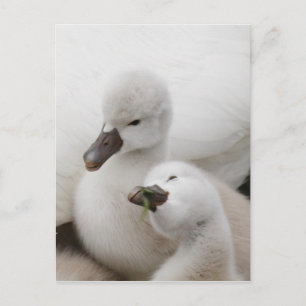 Stomme Swan Cygnets Briefkaart