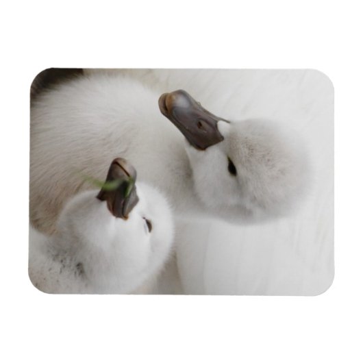 Stomme Swan Cygnets Magneet (Horizontaal)