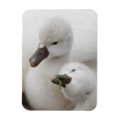 Stomme Swan Cygnets Magneet (Verticaal)