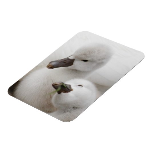 Stomme Swan Cygnets Magneet (Linkerzijde)