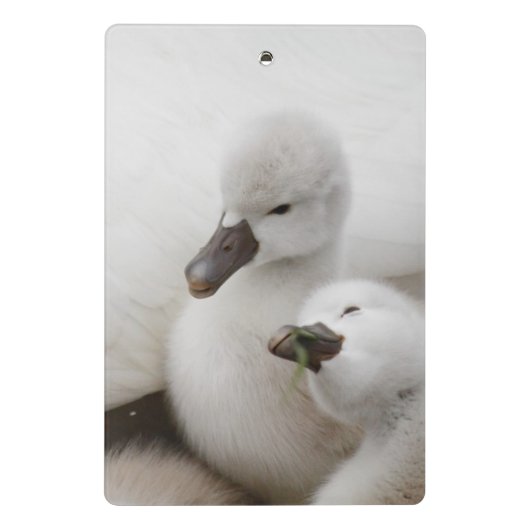 Stomme Swan Cygnets Mini Klembord (Achterkant)