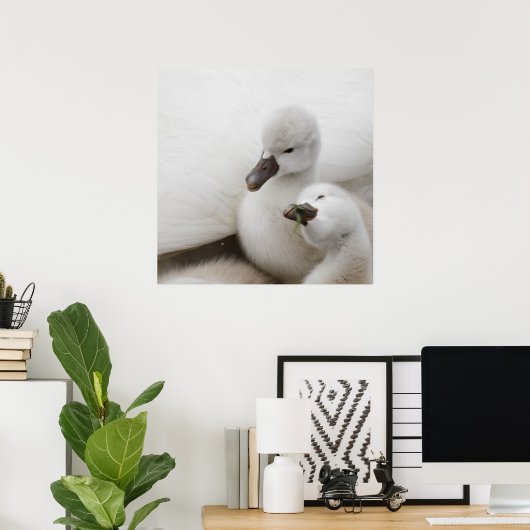 Stomme Swan Cygnets Poster (Thuiskantoor)