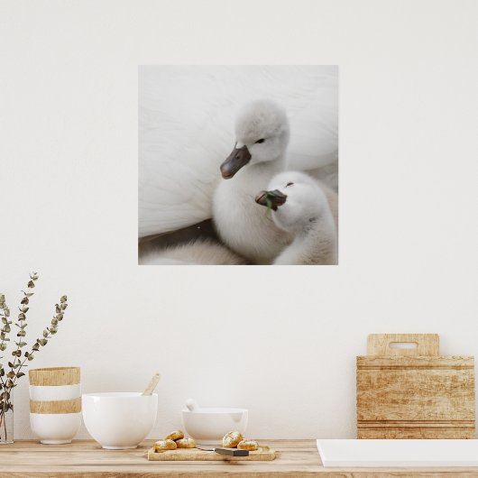 Stomme Swan Cygnets Poster (Keuken)