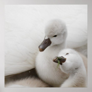Stomme Swan Cygnets Poster