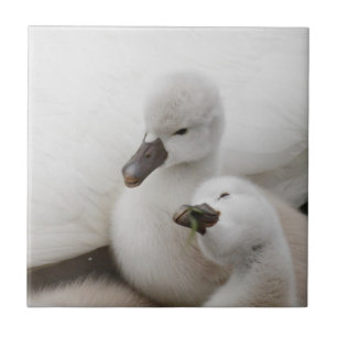 Stomme Swan Cygnets Tegeltje