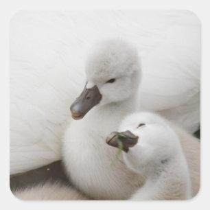 Stomme Swan Cygnets Vierkante Sticker