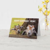 Stomme "Voor mam" Baby geit Birthday Kaart (Gele Bloem)