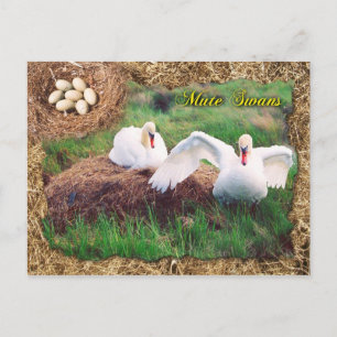 Stomme zwanen bewaken nest, Maryland Briefkaart