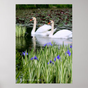 Stomme zwanen en iris: waardevol Poster papier