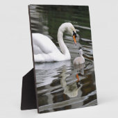 Stomme zwanen met nestelingen op water fotoplaat (Zijkant)