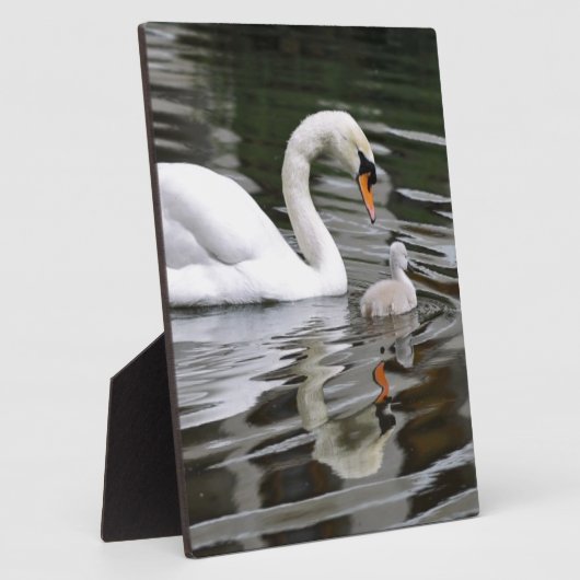 Stomme zwanen met nestelingen op water fotoplaat (Zijkant)