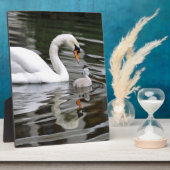 Stomme zwanen met nestelingen op water fotoplaat (Zijkant)