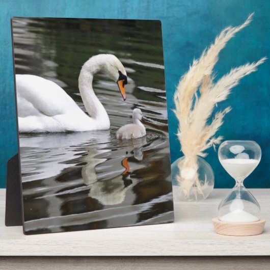 Stomme zwanen met nestelingen op water fotoplaat (Zijkant)