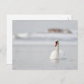 Stomme zwanen zwemmen in het ijskoude briefkaart (Voorkant / Achterkant)