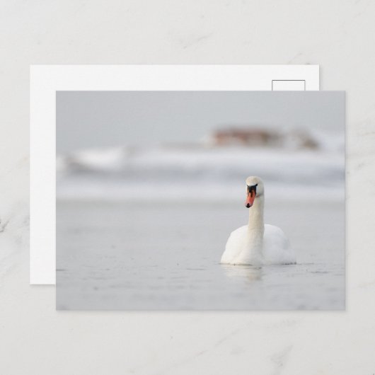 Stomme zwanen zwemmen in het ijskoude briefkaart (Voorkant / Achterkant)