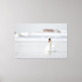 Stomme zwanen zwemmen in ijskoud water canvas afdruk