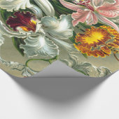 Stomppapier van Ernst Haeckel Cadeaupapier (Hoek)