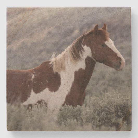 Stone Coaster_pinto stallion side  Stenen Onderzetter (Voorkant)