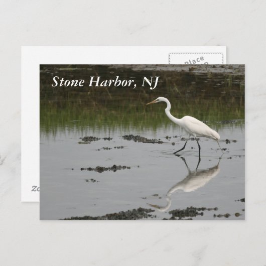 Stone Harbour Egret Briefkaart (Voorkant / Achterkant)