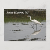 Stone Harbour Egret Briefkaart (Voorkant)