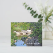 Stone Mountain Park Creek Stone Mountain GA 3 Briefkaart (Staand voorkant)