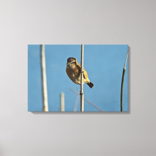 Stonechat Canvas Afdruk (Voorkant)