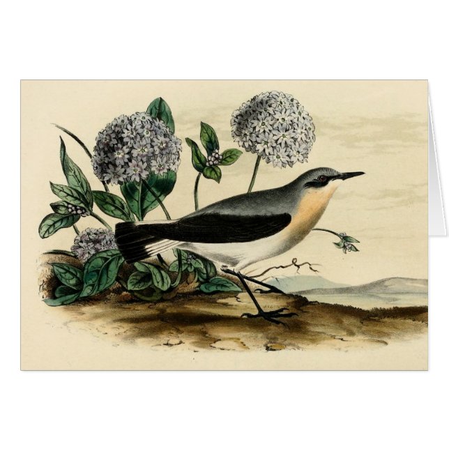 Stonechat Wren (Voorkant Horizontaal)