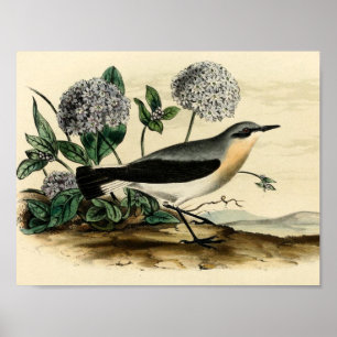 Stonechat Wren Poster