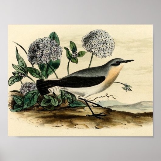 Stonechat Wren Poster (Voorkant)