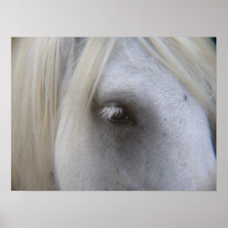 Stonecreek Boerderij Fell Ponies - Alyssum-Eye of  Poster