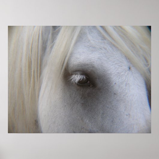 Stonecreek Boerderij Fell Ponies - Alyssum-Eye of  Poster (Voorkant)