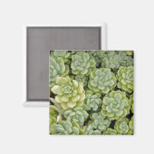 Stonecrop plantpatroon magneet (Voorkant / Achterkant)