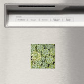 Stonecrop plantpatroon magneet (Insitu (Vaatwasser))