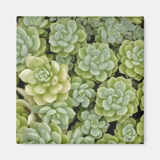 Stonecrop plantpatroon magneet (Voorkant)