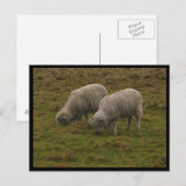 Stonehenge Sheep Briefkaart (Voorkant / Achterkant)