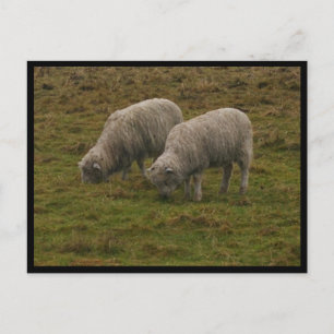 Stonehenge Sheep Briefkaart