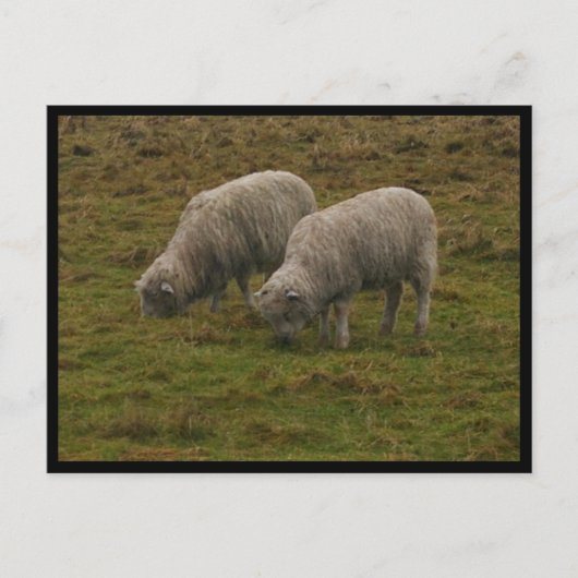 Stonehenge Sheep Briefkaart (Voorkant)