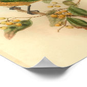 Stone's Cat Bird Green Yellow  Bird Print (Hoek)