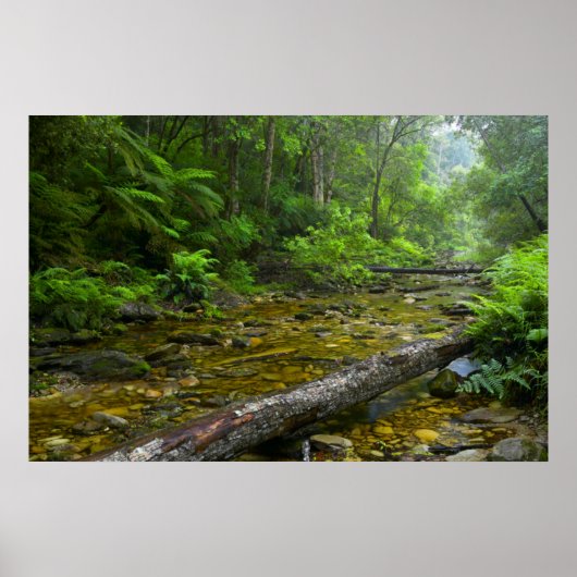 Stoom in bos, de Knysna-Amatole Montane Poster (Voorkant)