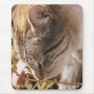 Stop en ruik aan de bloemen Pretty Cat Muismat