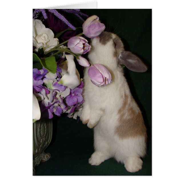 Stop en Ruik de bloemen (Voorkant)