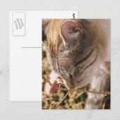 Stop en Ruik de bloemen Briefkaart (Voorkant / Achterkant)