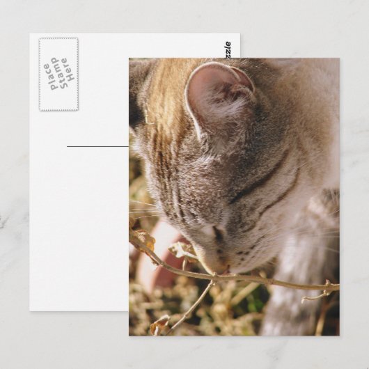 Stop en Ruik de bloemen Briefkaart (Voorkant / Achterkant)