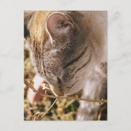 Stop en Ruik de bloemen Briefkaart