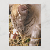 Stop en Ruik de bloemen Briefkaart (Voorkant)