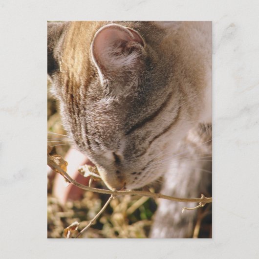 Stop en Ruik de bloemen Briefkaart (Voorkant)