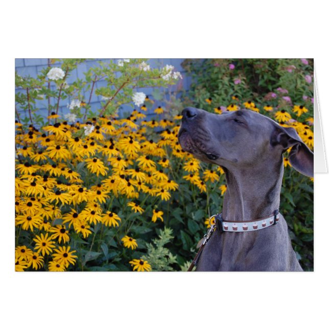 Stop en Ruik de Flowers Card (Voorkant Horizontaal)