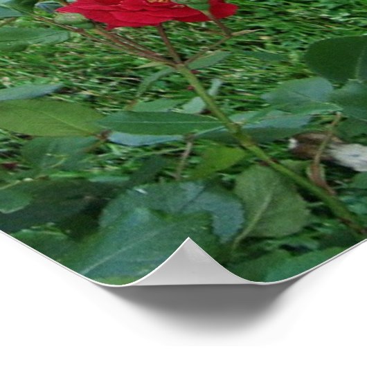 Stop en Ruik het Poster van Rozen (Hoek)