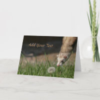 Stop met het smokkelen van de Dandelions-fretten