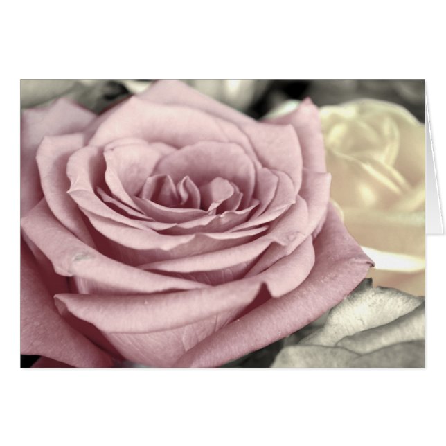 ~SToP ND SMeLL THe Rozen~ (Voorkant Horizontaal)